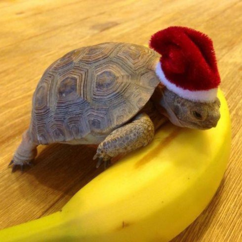 Meet your Posher, Bananna